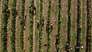 Az aranyszínű sárgaság fitoplazma 2013 óta ismert a magyar agrárvezetők előtt, mégsem tettek ellene semmit.