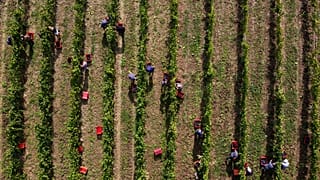 Az aranyszínű sárgaság fitoplazma 2013 óta ismert a magyar agrárvezetők előtt, mégsem tettek ellene semmit.