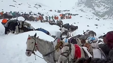 Köylüler, öküzleri ve atlarıyla birlikte, Everest Dağı'nın yamacındaki kamp alanına ulaşmaya çalışırken, 4 Ekim 2025
