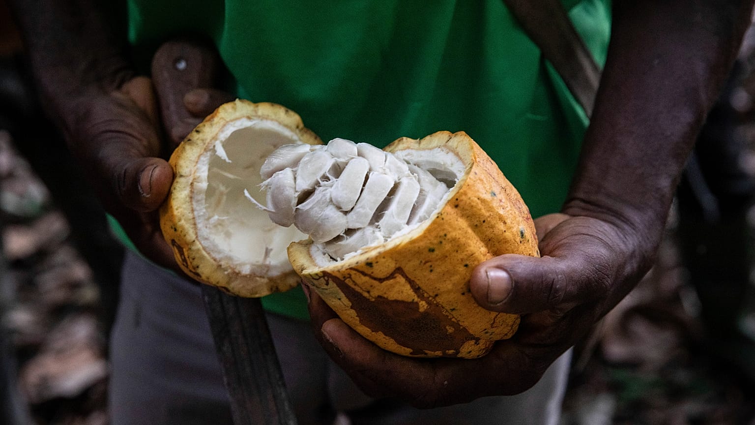 A farmer opens a Cocoa pod in Divo, West-Central Ivory Coast, November 19, 2023.