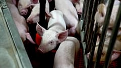 Genetically modified piglets gather at a research farm in the U.S. on May 29, 2024.