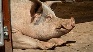 World’s first pig-to-human liver transplant keeps patient alive for 171 days