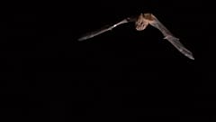 Les grandes chauves-souris noctules peuvent voler sur plusieurs kilomètres dans des espaces ouverts pour chercher et attraper des oiseaux chanteurs pendant la migration.