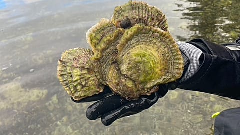 A flat oyster