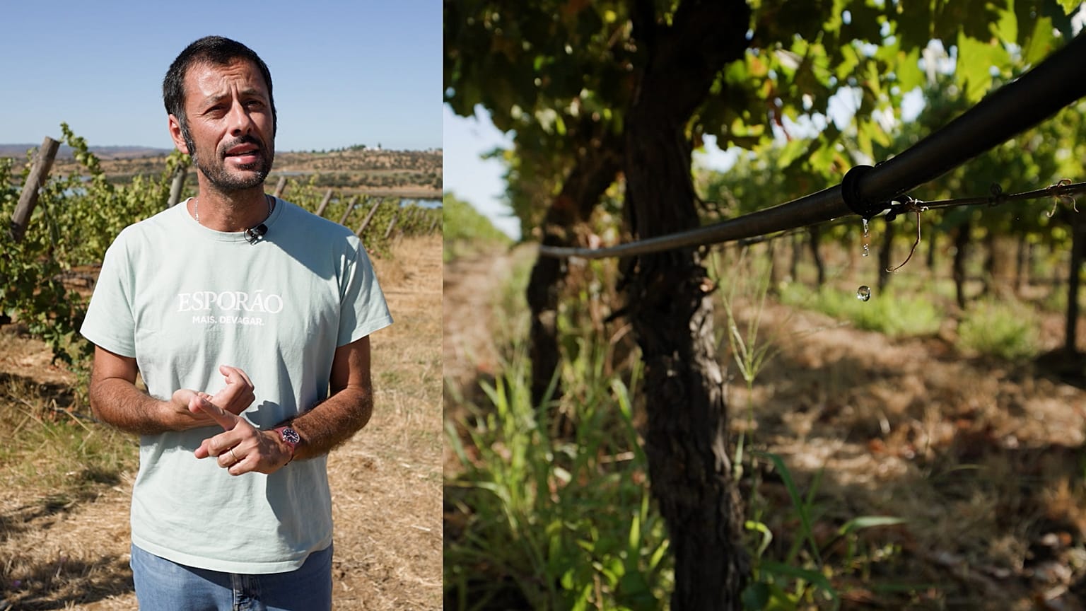 Water-efficient farming: 5 tips to save a drop (and how the EU can help)