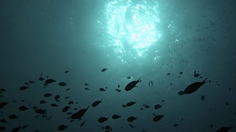 جزيرة بونير في الكاريبي. (أ.ف.ب / تصوير: ديفيد ج. فيليب)