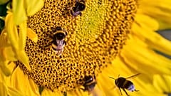 Abejorro en una flor. Fotografía de Michael Probst.