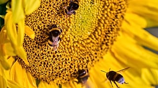 Bumblebee on a flower. Photo by Michael Probst.