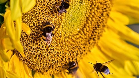 Bumblebee on a flower. Photo by Michael Probst.