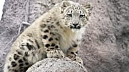 Five-month-old snow leopard Zoya explores their outdoor habitat at the Toronto Zoo in Toronto, Friday, Oct. 25, 2024. 