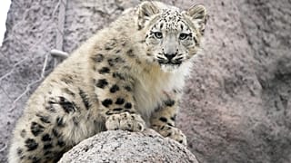 Five-month-old snow leopard Zoya explores their outdoor habitat at the Toronto Zoo in Toronto, Friday, Oct. 25, 2024. 