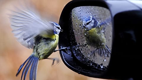 طائر الزرقاء الصغيرة ينعكس في مرآة جانبية لسيارة مغطاة بقطرات المطر في فريدريشهافن، جنوب ألمانيا