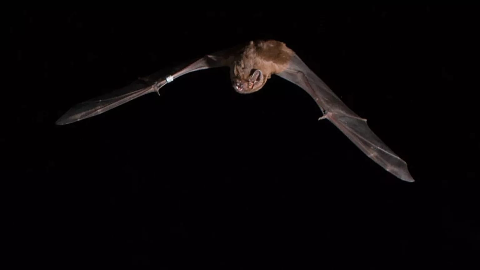 Los murciélagos noctule pueden volar varios kilómetros hasta espacios abiertos para buscar y capturar pájaros cantores durante la migración.