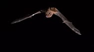 Los murciélagos noctule pueden volar varios kilómetros hasta espacios abiertos para buscar y capturar pájaros cantores durante la migración.
