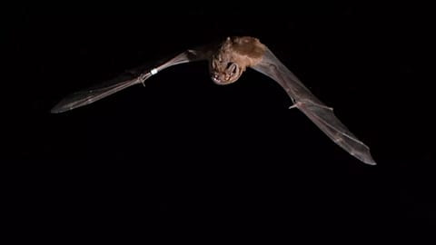 Los murciélagos noctule pueden volar varios kilómetros hasta espacios abiertos para buscar y capturar pájaros cantores durante la migración.