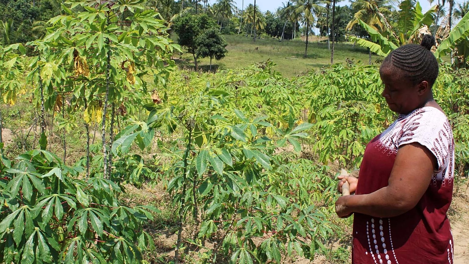 Elizabeth Amina Kadenge works on her farm in Kilifi, Kenya