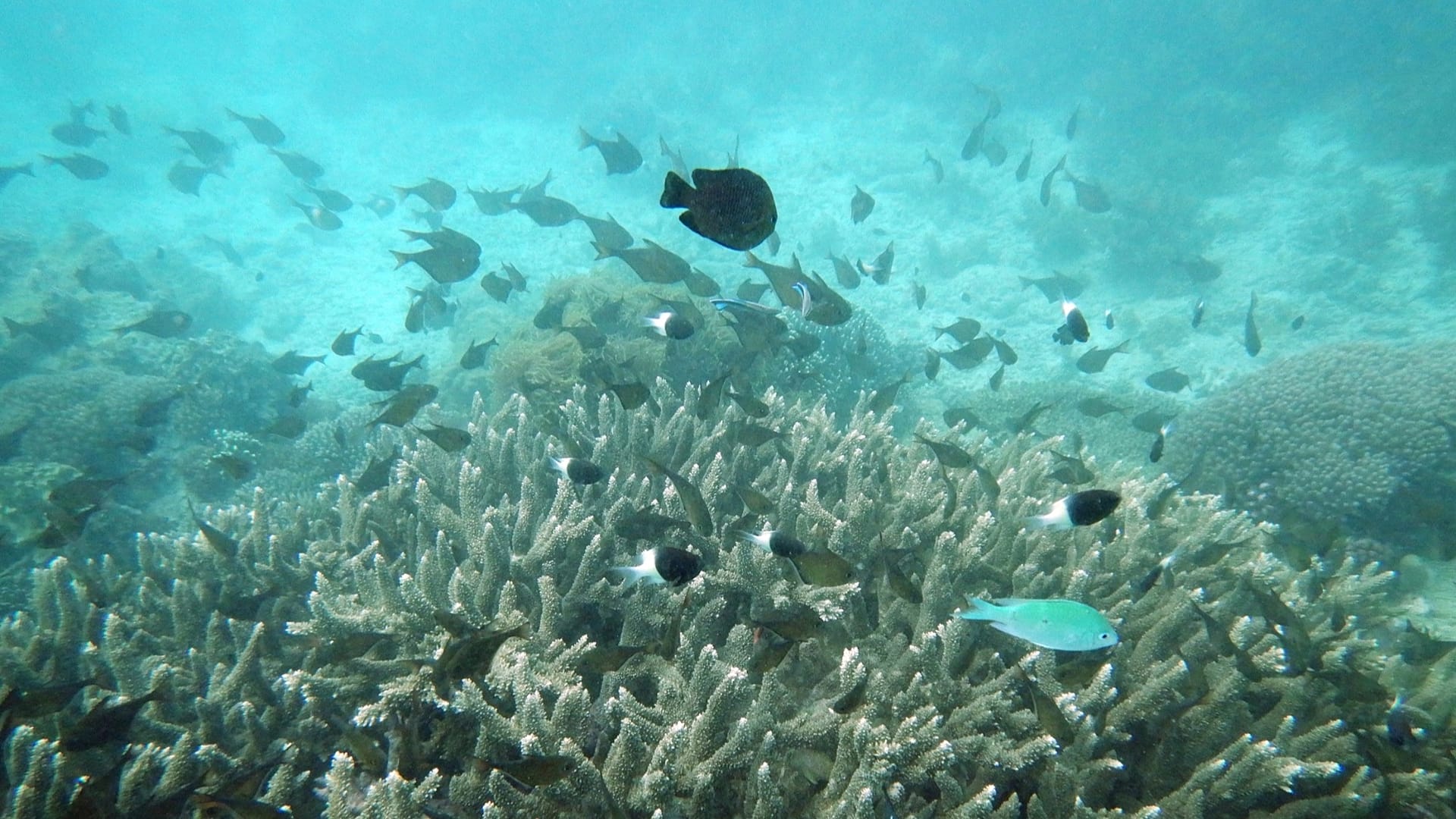 أسماك تسبح بالقرب من بعض الشعاب المرجانية المبيضة في متنزه كيسيتي مبونغوتي البحري، كينيا، 11 يونيو 2022.