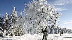 پیاده روان در شاواینسلند در جنگل سیاه راه خود را از میان برف می گذرانند. (تصویر آیکون)