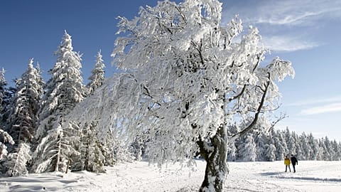 Walkers make their way through the snow on the Schauinsland in the Black Forest. (symbolic image)