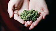 Genes linked to impulsivity and mental illness may influence cannabis use, study finds
