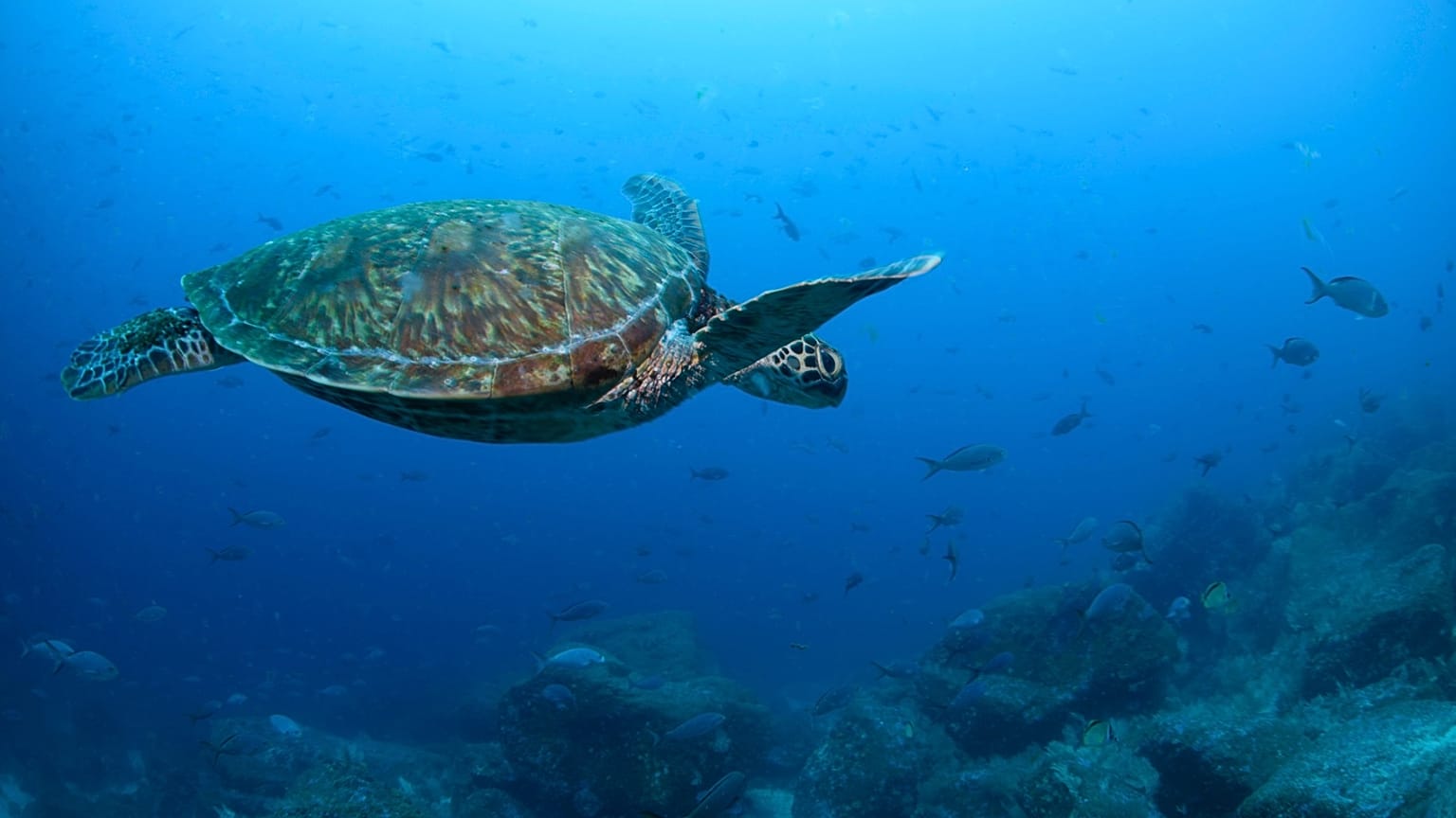 A type of Pacific green sea turtle swims through the water off of Wolf Island, Ecuador in the Galapagos on June 10, 2024.