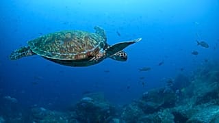 A type of Pacific green sea turtle swims through the water off of Wolf Island, Ecuador in the Galapagos on June 10, 2024.