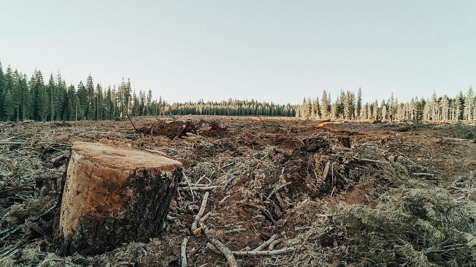 Global deforestation pledges are falling far short, according to a new report