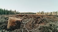 Global deforestation pledges are falling far short, according to a new report