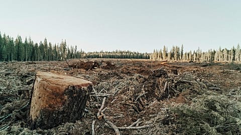 Global deforestation pledges are falling far short, according to a new report