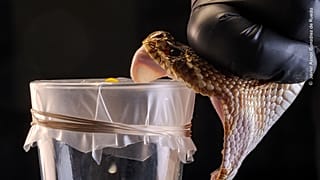 From Venom To Medicine