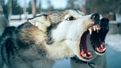 Attaque tragique de chiens près de Zielona Góra