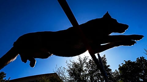 Tragischer Hundeangriff bei Zielona Góra.