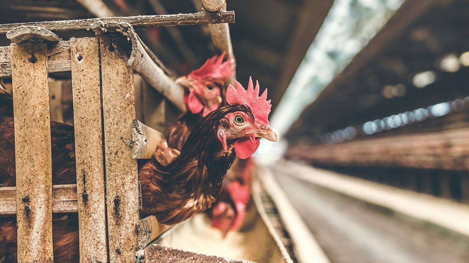 Factory farming could have major hidden links to global food waste
