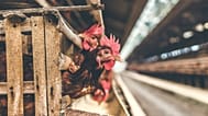 Factory farming could have major hidden links to global food waste