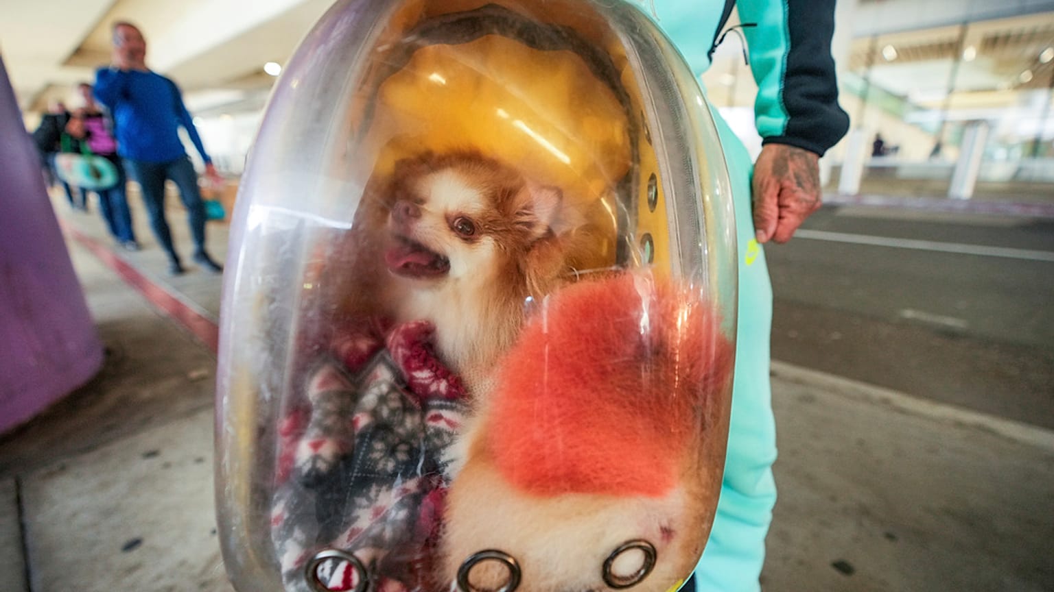 Um viajante que chega de Filadélfia transporta a sua cadela, Luna, numa mochila no Aeroporto Internacional de Los Angeles, a 27 de novembro de 2024, em Los Angeles.