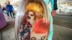 Ein aus Philadelphia ankommender Reisender trägt am 27. November 2024 in Los Angeles seinen Hund Luna in einem Rucksack am internationalen Flughafen von Los Angeles.
