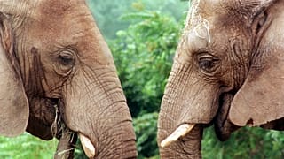 A pair of African elephants come face to face.