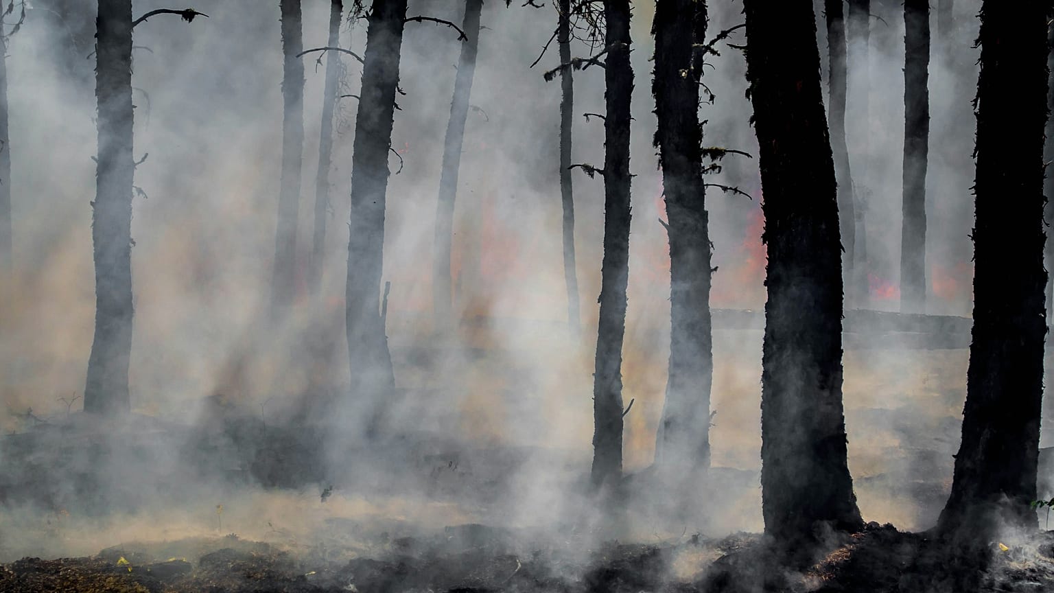 Wildfires are worsening around the world due to climate change: new report