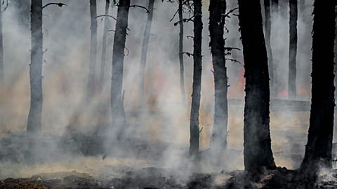 Wildfires are worsening around the world due to climate change: new report