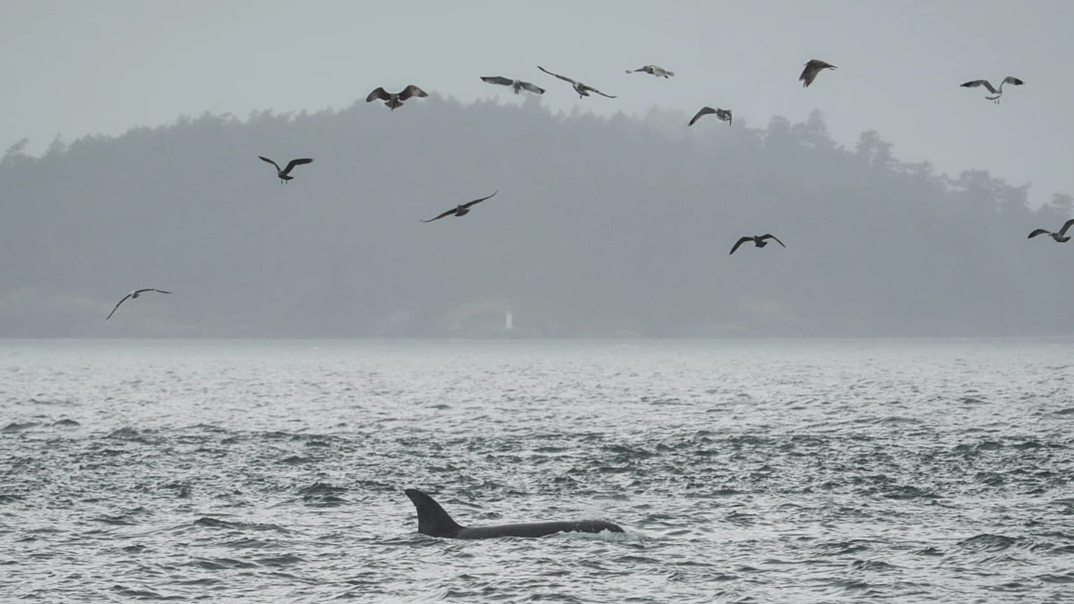 Fibre-optic cables could transform orca conservation