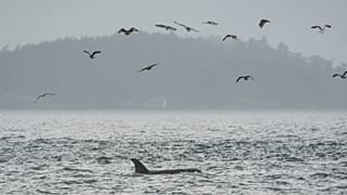Fibre-optic cables could transform orca conservation