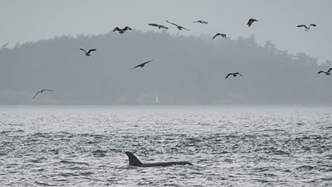 Fibre-optic cables could transform orca conservation