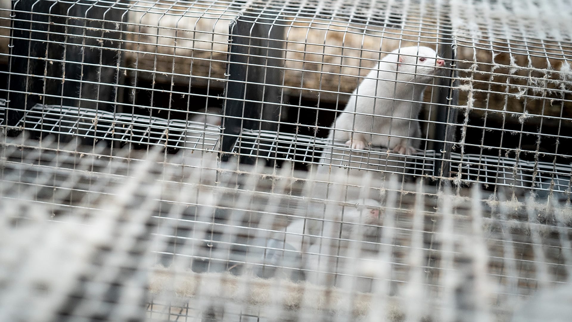 Polen verbietet die Pelztierzucht