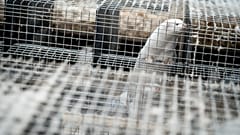 Der Sejm hat die Novelle des Tierschutzgesetzes verabschiedet, die ein Verbot der Zucht von Pelztieren einführt.