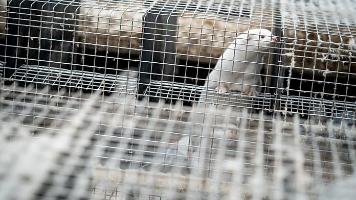 Polonia vieta l'allevamento di animali da pelliccia dal 2033