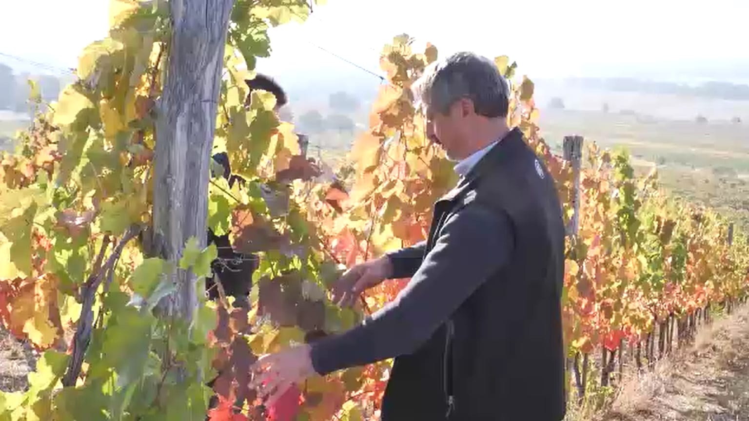 Villány