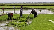 Traditional farming in Kenya.