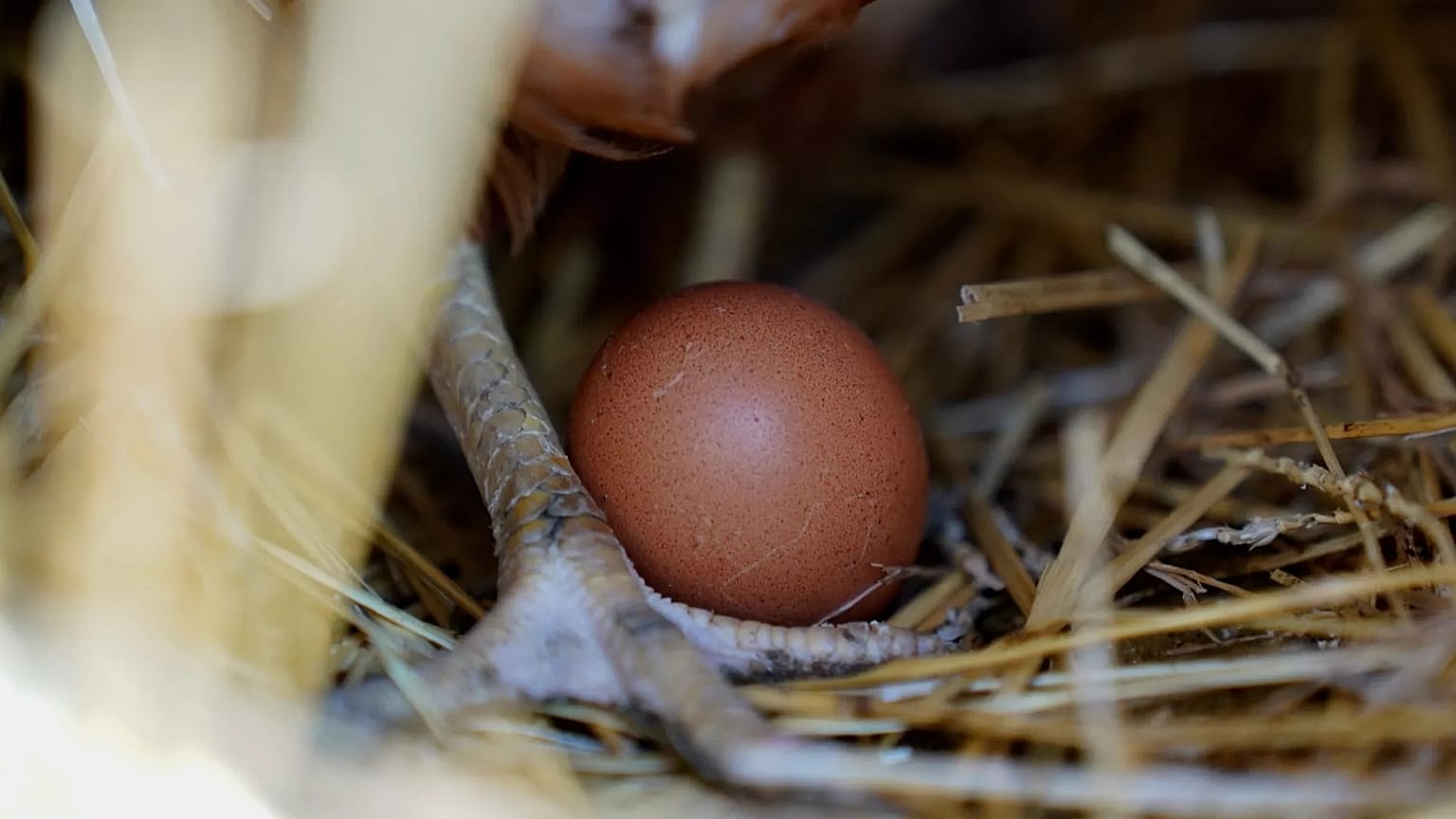 A hen stands next to an egg, Jan. 10, 2023, at a farm in the US.