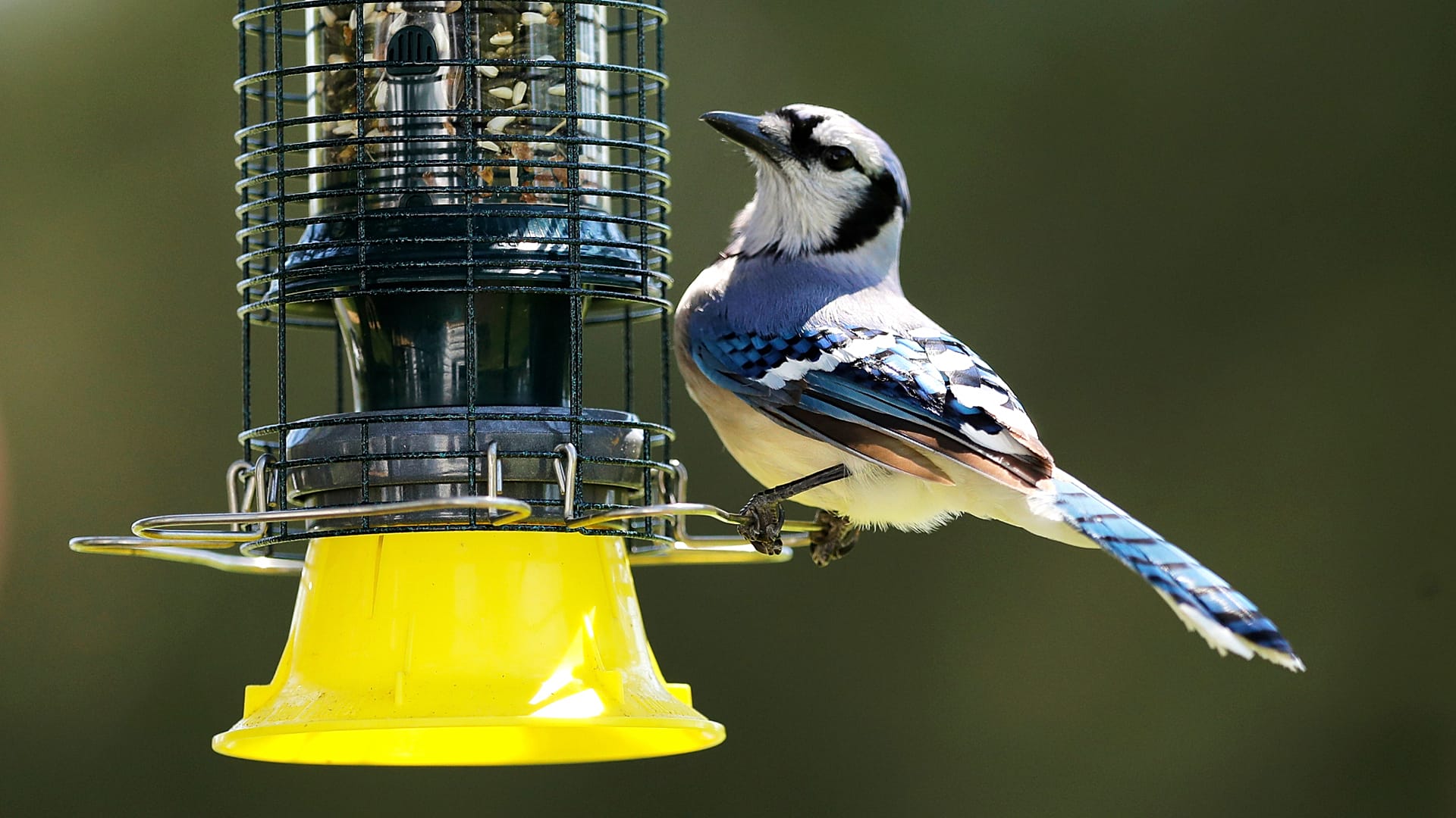 طائر الزرقاء على مغذٍ للطيور في لوثرفيل-تيمونيوم، ماريلاند، في 10 مايو 2020.