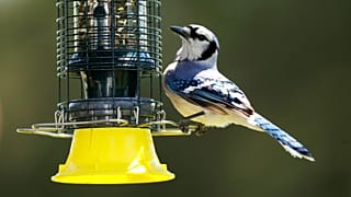 طائر الزرقاء على مغذٍ للطيور في لوثرفيل-تيمونيوم، ماريلاند، في 10 مايو 2020.